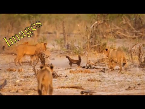Brave Honey Badger takes on pride of LIONS and holds them off for 30 minutes