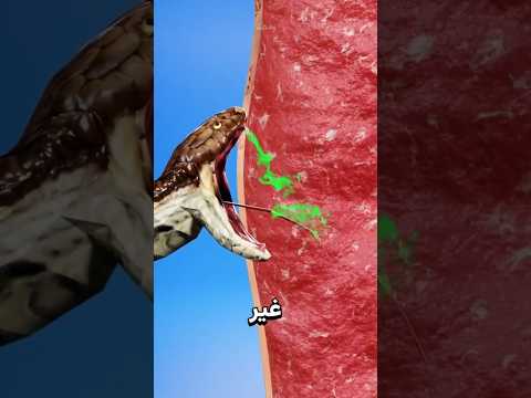 هكذا تميّز بين لدغة ثعبان سام وغير سام؟