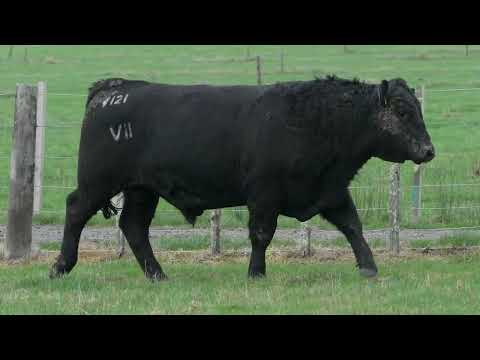 Lot 15  SEVEN HILLS V121 PV