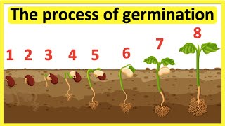 The process of seed germination 🌱| Step-by-step process