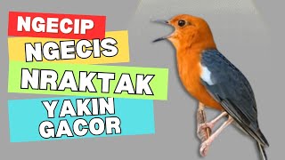 Download lagu 136 | DIJAMIN !! PASTI IKUT BUNYI !! SUARA ANIS MERAH GACOR PANCINGAN TERCEPAT BIKIN BUNYI GACOR mp3