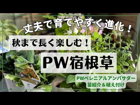 園芸 レターマンズ・ベルノーヌ、糸葉ベルノーヌ、狭葉ベルノーヌ