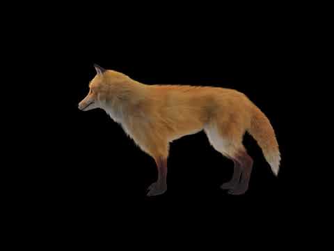【a Fluffy Fox】　本科CG/VFX専攻　甲斐 春佳さん