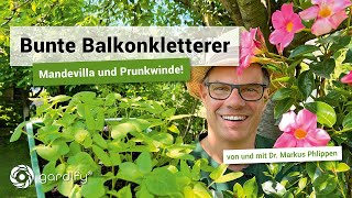 Bunte Kletterpflanzen für den Balkon – Mandevillea und Prunkwinde | gardify Tipps