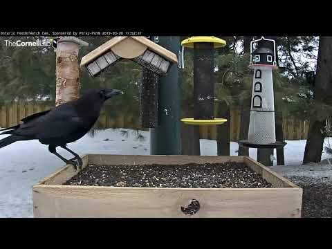 Crows Dance and Display on the Feeder | Cornell Lab | Ontario FeederWatch Cam, Powered by Perky-Pet®