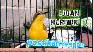 Download lagu SOGON IJOAN NGRIWIK ! PASTIKAN SOGON KALIAN RESPON   #sogonijoan #sogonngriwik  #pancingansogonbunyi mp3