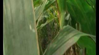 preview picture of video 'Corn action'