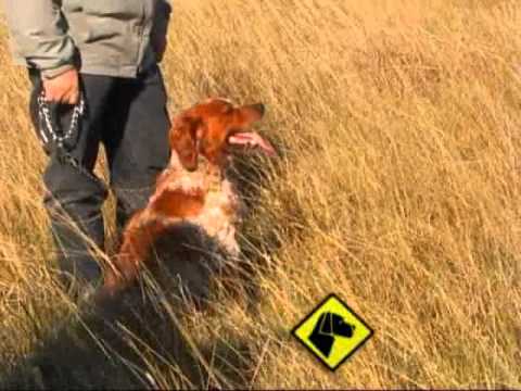 "Perros en acción"  Programa Nº 214 Bloque 2