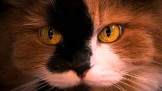 Ani Difranco- Hypnotized