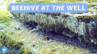 Beehive at The Well | Fascinating Honeycomb Discovery 🐝