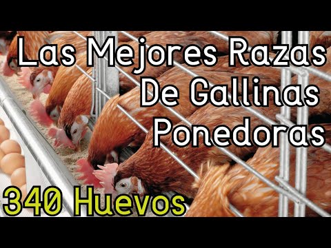 , title : 'Las Mejores Razas De Gallinas Ponedoras║Parte I'