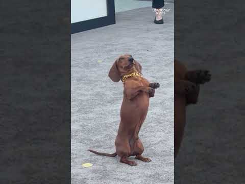 This good boy was best in show at the 'Beef' season 2 premiere