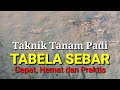 Cara Tanam Padi TABELA Sebar Musim Tanam Ke 3 Chamimok