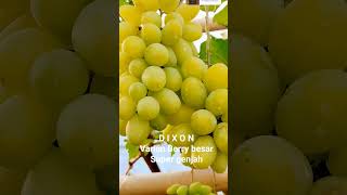 dixon,  berry besar genjah. pematangan akhir kurleb 135 hsp, gradasi warna. #berkebun #anggur