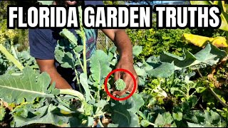 Florida Gardening Truths: When to Pull Broccoli & Why January Carrots Fail