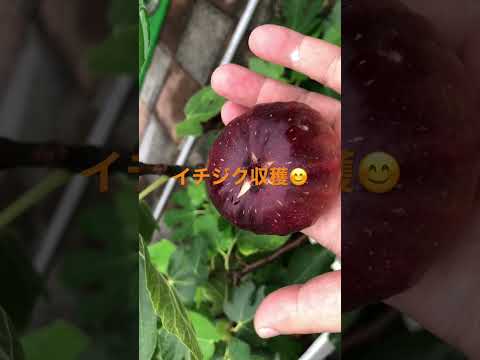 大きな実のプファッフェンヒュッヒェン 植物