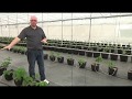 Raspberry Blackberry And Blueberry Trials At Sea Level In Mexico In Retractable House Nov 2018