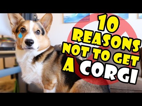 10 Reasons Why You Should NOT Get a CORGI Puppy || Extra After College