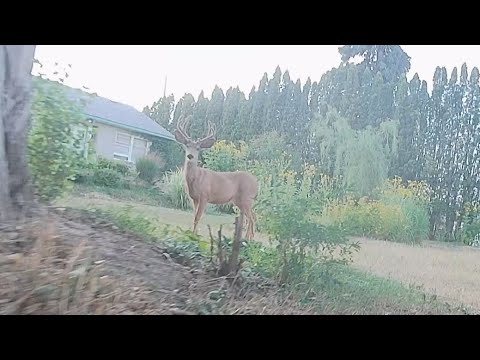 Flywoo Explorer 4 LR With Walksnail Avatar HD Pro And Runcam Thumb Pro 4K Wide Camera.