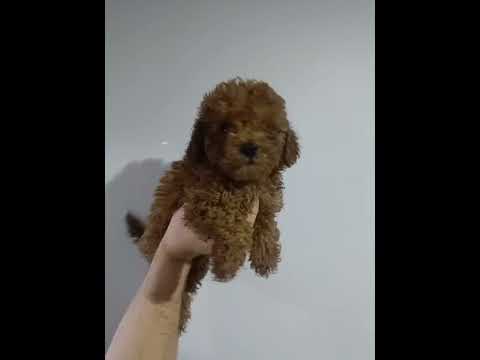 Satılık Poodle Yavru