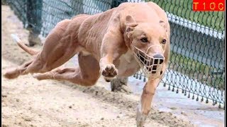 Top 10 razas de perros Galgo mas veloces del mundo