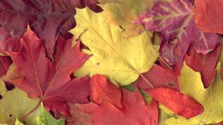 autumn jazz