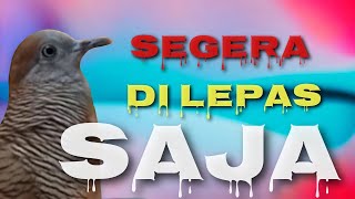 Download lagu HARUS SEGERA DI LEPAS KE ALAM BEBAS,,3 CIRI PERKUTUT BERYONI NEGATIF mp3 Download lagu HARUS SEGERA DI LEPAS KE ALAM BEBAS,,3 CIRI PERKUTUT BERYONI NEGATIF mp3