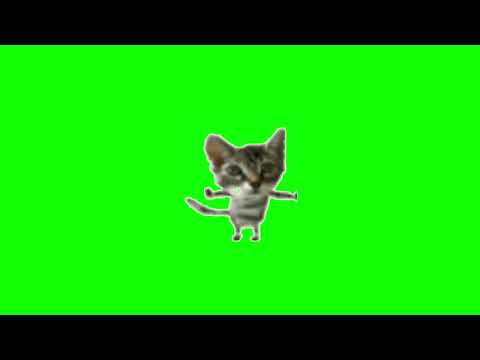 Pipipipi cat Meme green screen