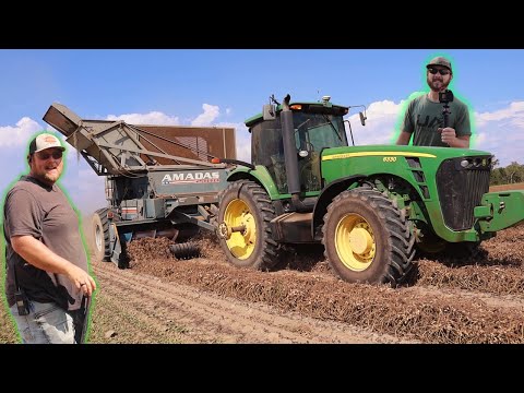 First Day Picking Peanuts