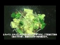 野菜チャンプルー・・沖縄料理