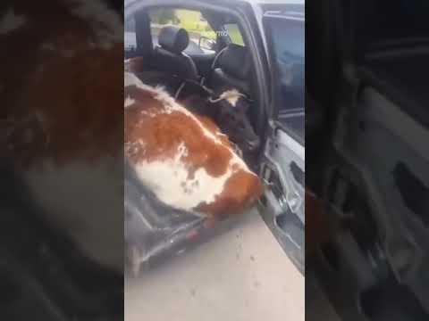 🚔🐄 Policía recupera dos terneros presuntamente robados en Boyacá