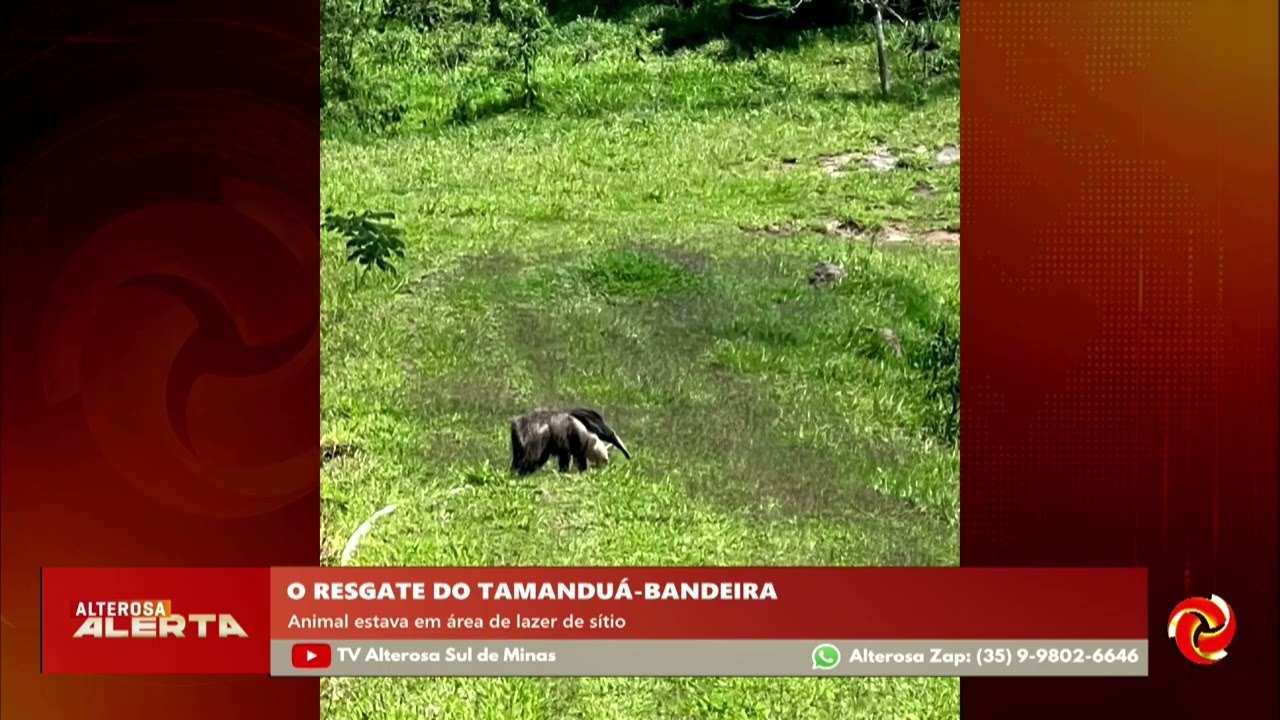 Tamanduá-bandeira é resgatado em sítio de Botelhos