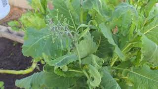 Premo natural plant based garden pest control spray