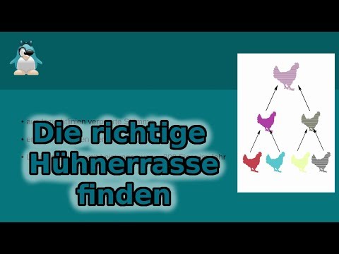 Welches Huhn passt zu mir? Die richtige Hühnerrasse finden