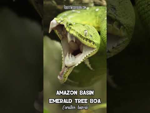 🐍 Massive Amazon Tree Boa Teeth Unveiled 🐍