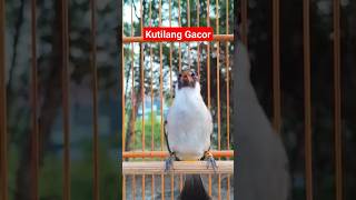 Download lagu Kutilang Betina Memanggil Jantan, Kutilang Gacor ribut #kutilang #kutilanggacor #kutilangribut mp3