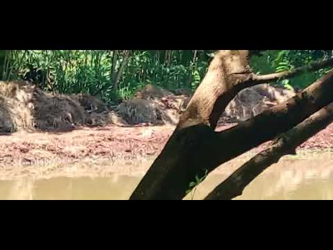 Um lugar em são jorge do ivaí Paraná 