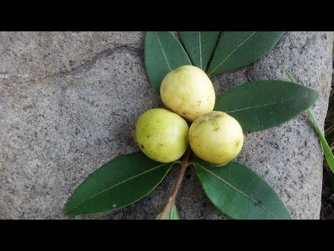image-¿Qué es el arrayán y para qué sirve?