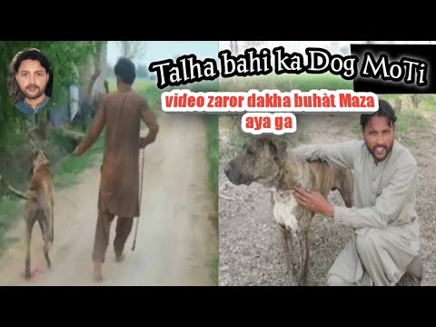 // MOTI // talha bahi Ka dog // bully dog // with Qasim // bully kutta // Pakistani bully dogs //