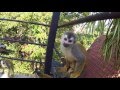 Costa Rican Squirrel Monkeys In Quepos Y Manuel Antonio GoPro