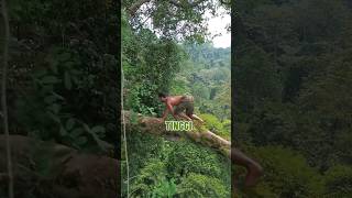 Download lagu Real Life Tarzan🔥🇮🇩 mp3 Download lagu Real Life Tarzan🔥🇮🇩 mp3