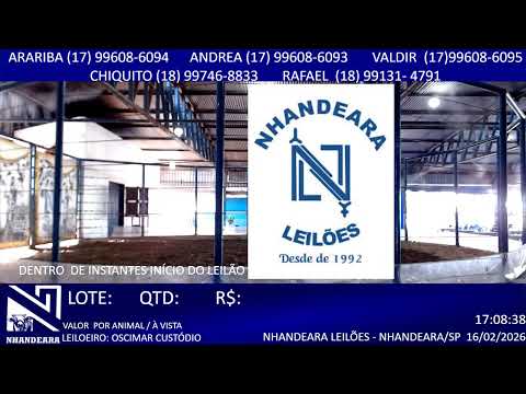 LEILÃO NHANDEARA LEILÕES - 16/02/2026 - NHANDEARA/SP - AO VVO GADO CARNALEILÃO@BOI2026