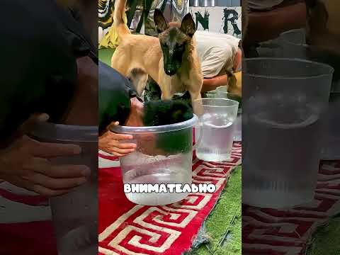 Собака раскрыла хитрую уловку хозяина!