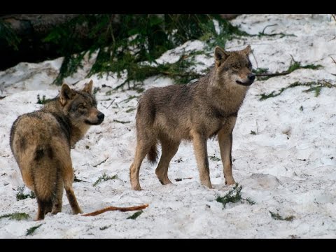 Cultus Ferox - Wolfsballade