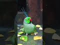 Mummy Papa Talking Parrot Parrot Petbird Nonstoptalkingparrot Talkingbird Talkingparot