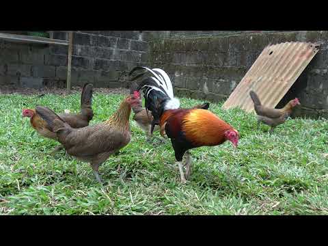 2022 broodpen, Tonio and Mica Gamefarm, Claret X Mclean