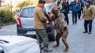 Animals That Asked Humans for Help — And Got It