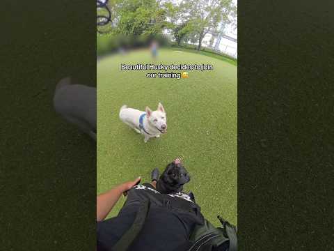 Huskies are such beautiful dogs! #dog #dogvideo #dogtraining #dogs #dogvideos