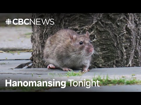 Toronto is Canada's 'rattiest' city, according to new ranking | Hanomansing Tonight