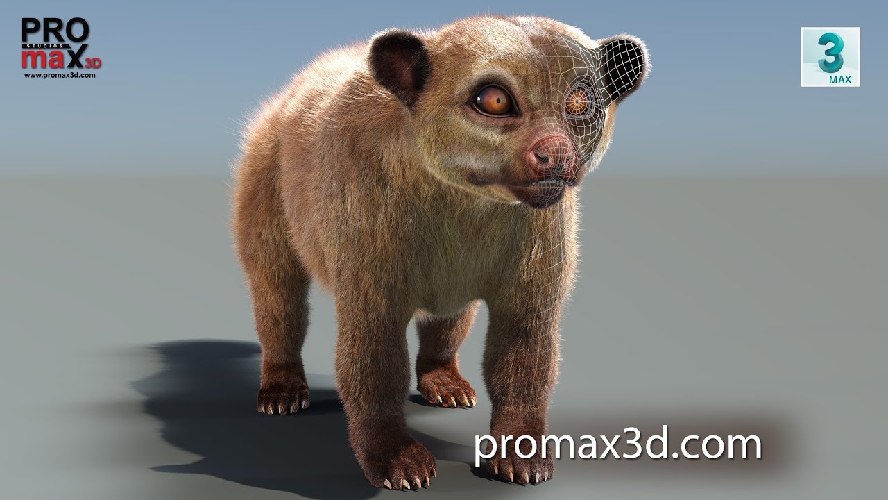 Kinkajou Fur 3D Model